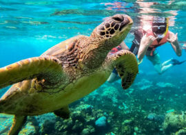 Apo Island Sea Turtle